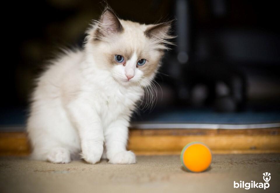 Kedi Anaokulu  Evcil Hayvanlar Kedi Bakımı